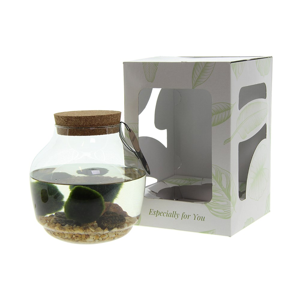 Marimo moss balls - bowl in giftbox