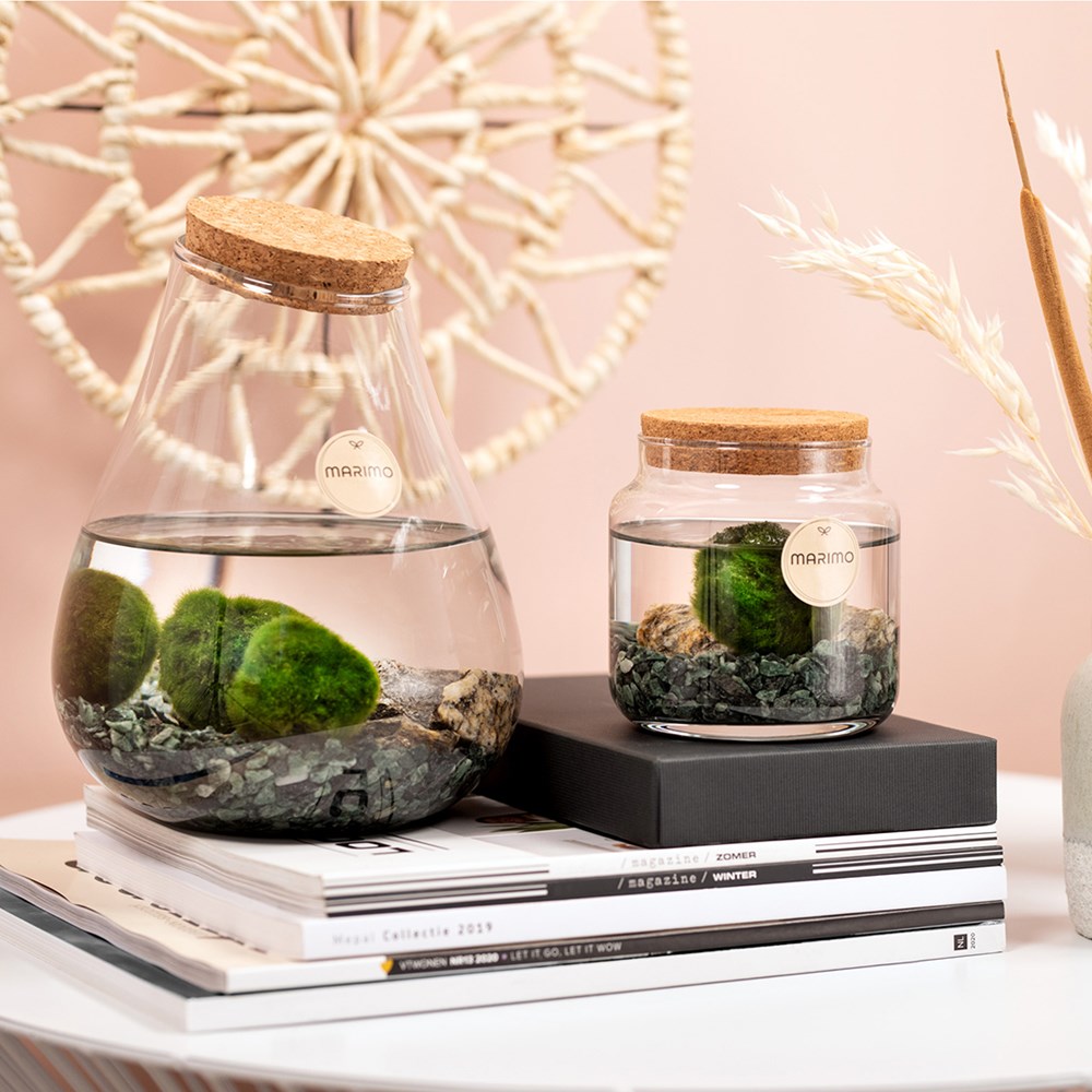 Marimo moss balls - bowl in giftbox