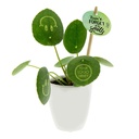 Smylieplant® small in giftbox