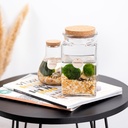 Marimo moss balls - bottle medium in giftbox