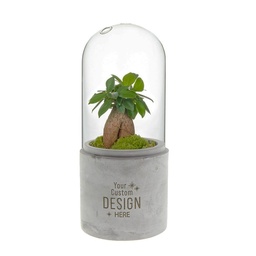 [A168-WD-SB-GB] Planten terrarium stulp - ecosysteem in giftbox