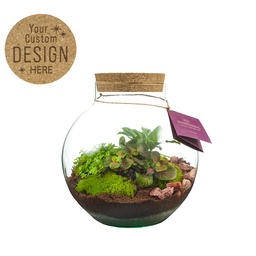 [A168-WD-BS-GB] Plant terrarium sphere - ecosystem in giftbox